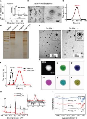 A d-peptide-based oral nanotherapeutic modulates the PD-1/PD-L1 interaction for tumor immunotherapy